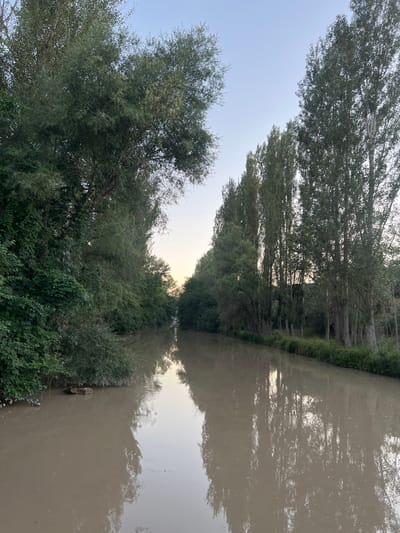 The image shows a calm, muddy river flowing through a landscape lined with trees. On the left bank, dense green foliage and trees dominate, while the right bank features a line of tall, slender trees that appear to be poplars. The sky above is clear with a pale blue hue, suggesting it is either early morning or late evening. The water reflects the trees and the sky, creating a symmetrical visual effect. A few logs are partially submerged in the water near the left bank. The scene is serene and natural, with no people or animals visible. The location is identified as Дачное, Kyrgyzstan.