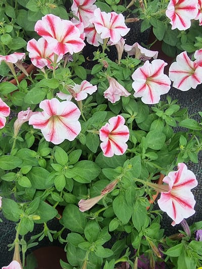 A high-angle, eye-level shot showcases a dense arrangement of vibrant pink and white petunias. The petunias are predominantly featured, with their trumpet-shaped blooms facing upwards and outwards, creating a lush, floral carpet. Each petal displays a striking striped pattern of deep pink radiating from a lighter pink center, with some petals edged in white.
The surrounding foliage is a rich, deep green, forming a textured backdrop that accentuates the flowers' colors. The leaves are broad and slightly fuzzy, with visible veins. Several buds, some in the process of opening and others tightly closed, are interspersed among the mature blossoms, hinting at ongoing growth and renewal. A few faded or wilting petals and spent blooms are also visible, adding a touch of natural realism.
The overall setting appears to be an outdoor garden or greenhouse, suggested by the presence of dark, coarse netting or ground cover at the edges of the frame and hints of terracotta pot rims. The lighting suggests it is daytime, with no specific indications of weather conditions beyond the bright, even illumination. There are no people or text visible in the image. The scene evokes a sense of natural beauty and the abundant growth of flowering plants.