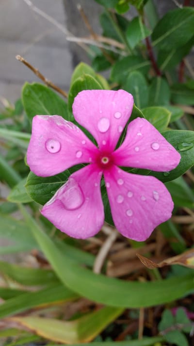 A close-up photograph displays a bright pink periwinkle flower, with five petals, in full bloom. The petals are covered in water droplets, suggesting recent rain or dew. The flower is centered within a lush green background of leaves and stems. The location, La Joya, Mexico, is provided for contextual information, but cannot be verified within the visual information available in the image. No people, actions or interactions are visible.