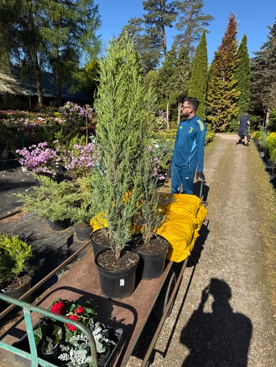 The image shows a man wearing a blue tracksuit with yellow stripes, pulling a green wheelbarrow filled with plants in black pots. The wheelbarrow also contains a yellow bag. The man appears to be in a plant nursery or garden center, as evidenced by the presence of various trees, shrubs, and flowering plants in the background. The location is likely Stapriņi, Latvia. The shadow of someone taking the photo is also visible on the right side of the frame. Another person is seen walking in the distance on a path.