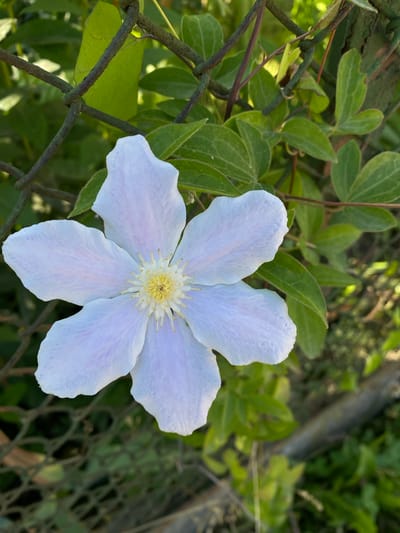 In Velykyi Bychkiv, Ukraine, a close-up shot features a single, delicate white clematis flower with subtle pinkish-purple hues on its petals. The flower's center is a vibrant yellow with radiating stamens. It is positioned in the foreground, with a rusty, wire-mesh fence and lush green foliage forming the background. The lighting suggests it is daytime, with dappled sunlight illuminating the scene. The focus is sharp on the flower, while the fence and leaves are slightly blurred, creating a sense of depth.
