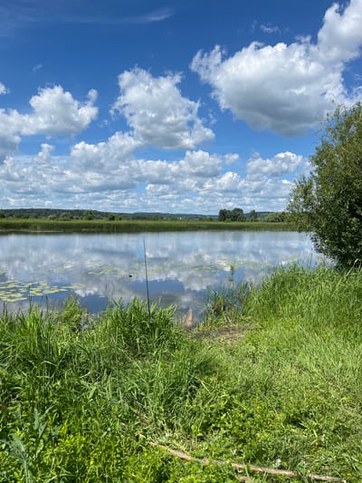 This image depicts a tranquil lakeside scene in the city of Rychino, Russia. The foreground is dominated by lush, green grass and reeds, with a few scattered yellow wildflowers. A body of calm water stretches across the middle ground, reflecting the bright blue sky and fluffy white clouds. Lily pads dot the surface of the water, and a single fishing rod stands upright on the bank. In the background, a dense line of green trees and vegetation forms the horizon, with a few scattered structures faintly visible. The overall impression is one of natural beauty and peacefulness.
