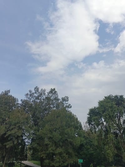 The scene depicts a daylight outdoor environment in Tapaiteng Uesa, Bhutan, characterized by a partly cloudy sky above a dense line of evergreen trees. The upper two-thirds of the image show a light blue sky with scattered white and light gray cumulus clouds. The lower third is dominated by dark green coniferous trees of varying heights, forming a natural barrier across the horizon. A segment of a dark gray paved road or pathway is visible on the lower left, curving slightly upwards. A small, rectangular green road sign with white, illegible text is partially visible through the foliage in the lower right quadrant. No individuals, animals, or active interactions are present in the frame.
