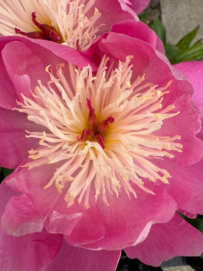 The image is a close-up, detailed shot of a vibrant pink peony flower in bloom. The petals are a rich, saturated pink, with soft, delicate edges that curve and overlap. The center of the flower is a striking contrast, featuring a mass of creamy white stamens tipped with yellow anthers, surrounding a cluster of dark red carpels. The texture of the petals appears velvety, while the stamens are thin and wispy, creating a feathery effect. In the background, out of focus, there are hints of green leaves and a textured grey surface that could be a stone or concrete element, suggesting an outdoor garden setting. The lighting is bright, highlighting the intricate details and colors of the flower. There are no people, actions, or interactions visible in this close-up view of the peony. There is no identifiable location in the city of Lerwick, United Kingdom.