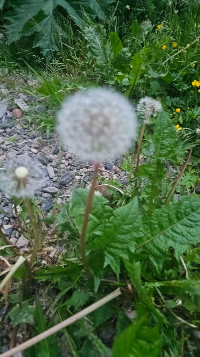 A close-up, slightly blurry photograph shows several dandelions, some in their fluffy seed form and one with a yellow flower, amidst green foliage and grey gravel. The dandelion in the foreground is out of focus, its white seed head a soft halo. To its right, another dandelion in its seed form stands taller, also slightly blurred. In the background, a bright yellow flower is visible. The ground is covered in a mix of gravel and green grass. The image captures a natural setting, possibly a roadside or a park, with an emphasis on the delicate details of the dandelions. The location is Ust’-Bol’sheretsk, Russia.