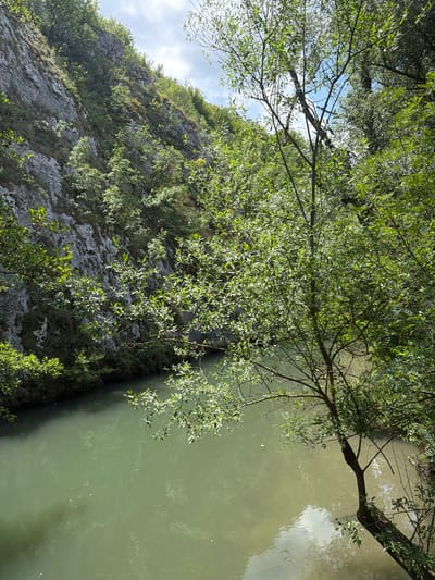 A tranquil, greenish river flows between a steep, rocky cliff face covered in vegetation and a densely wooded bank on the right. A slender tree with thin branches and numerous small green leaves extends into the frame from the right, its trunk leaning precariously over the water. The sky above is partly cloudy. The scene is situated in the vicinity of Petrevene, Bulgaria, suggesting a natural, undeveloped landscape. There are no people or animals visible in the image, and no human-made objects are prominent. The overall impression is one of serene, natural beauty.