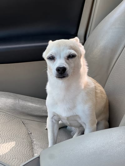 A white and tan Chihuahua sits on a gray leather car seat, facing forward. The dog has dark eyes and a black nose, with one ear slightly flopped. The interior of the car appears to be a passenger seat with a black door panel visible in the background. The lighting suggests it is daytime, possibly sunny, with light casting shadows on the dog and the seat. The image does not contain any elements that indicate the location is Kulishi, Ukraine.