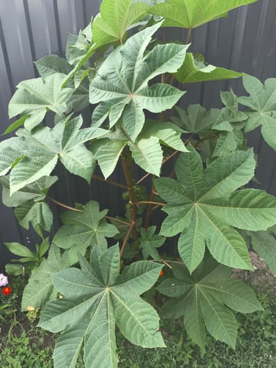 In Qarabulaq, Kazakhstan, a large castor oil plant stands against a dark grey corrugated metal fence. The plant's prominent palmate leaves, a vibrant green with prominent veins, dominate the frame. Some leaves display serrated edges and a slight curl. The reddish-brown stems are visible, interspersed with small, green, spiky seed pods. In the lower left corner, the ground is covered with green grass and small weeds. Two small flowers, one pink and one orange, are visible among the greenery, suggesting a garden setting. The overall scene is that of a lush plant thriving outdoors.