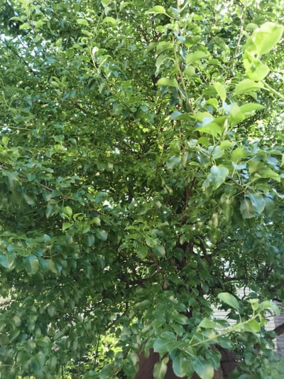 The image depicts a dense canopy of green leaves of a tree, likely in Yur'evo, Russia. The leaves are glossy and varied in their arrangement, with some branches visible. Sunlight filters through the foliage, creating a dappled effect. In the lower right quadrant, the edge of a wooden structure, possibly a roof, is visible, along with a portion of a brick wall. The scene suggests an outdoor environment, potentially a backyard or garden. There are no people or animals present in the image.