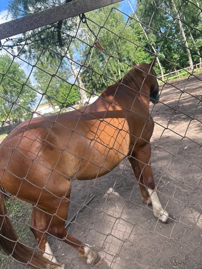 The image shows a brown horse behind a wire fence. The horse is facing away from the camera, and its hindquarters and legs are visible. The horse has white markings on its legs. The ground is dirt, and there are trees and some buildings in the background. The sun is shining, casting shadows on the ground. The scene appears to be outdoors, possibly on a farm or in a rural area. The horse seems to be standing calmly. The location is Gorki Leninskiye, Russia.