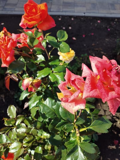 A close-up, top-down view captures a rose bush with several vibrant blooms in various stages of opening. The flowers display a gradient of colors, ranging from deep orange and pink to lighter shades of yellow and cream, some exhibiting speckled petal surfaces. Lush green leaves with a glossy sheen surround the blossoms, some appearing slightly wet, possibly from recent watering or dew. In the background, dark soil is visible, interspersed with scattered rose petals. Beyond the soil, a section of a paved walkway made of rectangular grey stones suggests an urban or garden setting. The overall scene is bathed in bright sunlight, casting subtle shadows. The image is attributed to the city of Shopino, Russia.