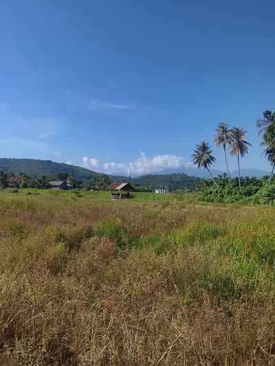 This is a daytime, eye-level, wide shot of a rural landscape in Pohroh, Indonesia. The foreground is dominated by dry, tall grasses, with some patches of green grass interspersed. In the middle ground, a small, open-sided hut with a tin roof stands in a field. Behind the hut, a collection of buildings, possibly houses, with reddish-brown roofs are visible, nestled among trees and vegetation. Further in the background, rolling hills covered in dense greenery rise towards a clear blue sky with scattered white clouds. Several tall palm trees are visible on the right side of the image. The overall scene depicts a tranquil, rural setting.