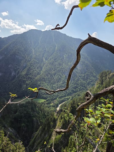 The image captures a scenic mountain landscape in Landl, Austria, viewed from a high vantage point. In the foreground, gnarled, leafless tree branches extend into the frame, creating a natural frame for the scene. Behind these branches, a verdant, densely forested mountain slopes down into a deep valley. A winding river can be seen snaking through the valley floor, reflecting the sunlight. The sky above is a clear blue with scattered white clouds. The overall impression is one of natural beauty and rugged wilderness, with the presence of human elements, such as the river and the hint of structures in the distance, suggesting habitation within this majestic environment.