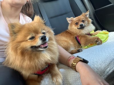 Two Pomeranian dogs are in a car in Modlnica, Poland. One dog is in the foreground, facing left with its tongue out. The other dog is in the background, facing forward and resting on a green towel. A person's arm is visible in the foreground, wearing a gold watch and red string bracelets. The car's interior is dark gray, with a seat visible behind the dogs.