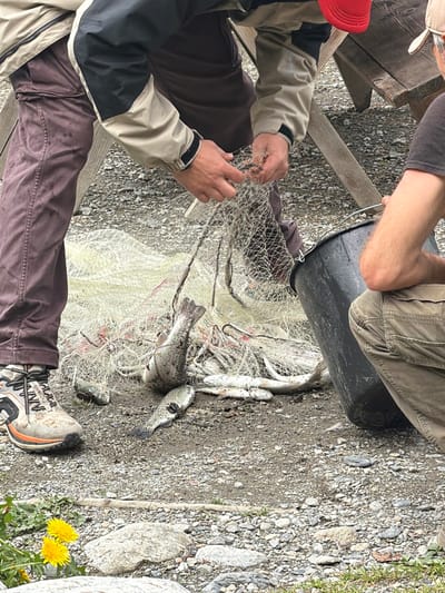 The image depicts an outdoor scene where three individuals are engaged in activities related to fishing. One person, wearing a light-colored jacket with black and tan accents, and dark purple trousers, is standing and appears to be handling a fishing net that is spread out on the ground, entangled with several fish. Another individual, partially visible on the right side of the frame, wears a tan baseball cap and a dark shirt, with their arm extended towards a large black bucket. A third person, wearing a red cap, is also visible in the background, though their interaction is less clear. The ground is covered with small stones and gravel, typical of an outdoor, possibly waterfront or rugged terrain. Several fish, some with visible spotting, are scattered on the net and the ground. A wooden picnic table structure is present in the background. Two yellow dandelions are blooming in the lower left corner of the frame, adding a touch of nature to the otherwise functional setting. The overall impression is of a fishing excursion or a moment of processing a catch. The image does not provide specific visual cues to pinpoint the location as Mazeri, Georgia; it is a generic outdoor environment suitable for fishing.