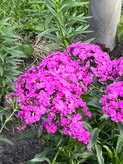 This media file showcases a cluster of vibrant pink flowers in a garden setting. The flowers are small and appear to be Dianthus, characterized by their fringed petals. They are densely packed, forming a lush bouquet of color against a backdrop of green foliage. The leaves are long and slender, typical of many flowering plants.
The scene is outdoors, with visible soil and dry grass in the lower portions of the frame, suggesting a natural, somewhat untamed garden environment. A large, rough-textured, light-colored object, possibly a rock or a piece of concrete, is partially visible in the upper left, hinting at the garden's structure or landscaping. The lighting suggests it might be daytime, with the sunlight illuminating the bright colors of the flowers. No people or animals are present. The overall mood is one of natural beauty and simple tranquility. There is no visible text in the image.