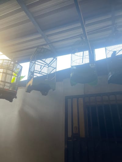 This image captures a weathered scene under a corrugated metal roof, possibly in Anggaswangi, Indonesia. Sunlight streams in from the left, casting a lens flare and illuminating the scene with a soft glow. Several bird cages hang from the roof structure. The cages appear old and some are damaged, with missing bars or worn materials. One cage on the far left is partially obscured by green foliage. Another cage, hanging in the center, is dark and appears to contain a bird, though it is difficult to discern clearly due to the lighting. To the right, another cage is visible, also with a dark interior. Below the cages, a light-colored wall is visible, and further down, a dark metal gate with vertical bars dominates the lower right portion of the frame. The overall impression is one of a slightly neglected or rustic outdoor space.
