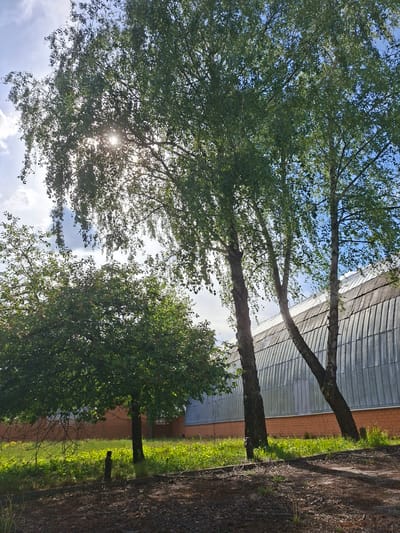 The image depicts trees with green foliage against a partly cloudy blue sky. Sunlight is visible through the leaves of the trees. In the background, there is a building with a curved metal roof and a brick wall. Grass is visible near the base of the trees. The location is likely Zhabinka, Belarus.