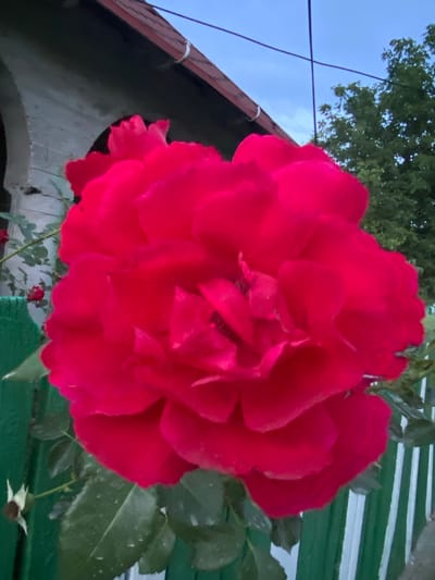 A large, vibrant red rose dominates the foreground of this vertical outdoor image, its petals unfurling generously. The rose is positioned in front of a green wooden fence, with a few white vertical slats visible on the right side. To the left of the rose, a portion of a building with a red tiled roof and an arched entryway is partially visible, along with some green foliage. In the background, lush green trees can be seen against a twilight sky, with a few thin, dark wires crisscrossing the upper portion of the frame. The scene appears to be set in the city of Horodca, Moldova.