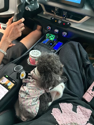 The image provides an overhead view inside a car, showing a person and a small dog, likely in Bình Chương, Vietnam. A person's left hand, wearing a gold ring on the ring finger and a silver chain bracelet on the wrist, is visible near the steering wheel or gear shift area. Their legs are also visible, suggesting a passenger or a driver at rest.
A small dog, possibly a poodle or a similar breed with curly dark grey fur, is comfortably settled on what appears to be the central console or the passenger's lap area. The dog is wearing a cute pink and white patterned outfit, featuring cloud or bear-like designs.
The car's interior includes a modern dashboard with a touchscreen display, air vents, and various control buttons, some of which are illuminated in blue or orange. A green glowing car accessory is placed in a compartment near the central console. Other objects visible include a red car air freshener with a white decorative top, a small white daisy ornament attached to a black clip, and a pink, possibly foldable, electronic device. A smartphone rests on the console, displaying a video or news feed. Visible Vietnamese text on the phone screen includes "ch kết hợp -..." (combination -...), "phát này cho riêng bạn" (this release for you only), "ynh Official", and "3 năm" (3 years). The scene suggests a calm moment, possibly during a car journey or while parked.