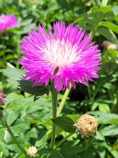 In Zolotonosha, Ukraine, a close-up, eye-level, vertical photograph captures a vibrant pink cornflower in full bloom, its delicate petals fanning outwards from a white center. The flower stands tall on a green stalk, surrounded by lush green foliage. In the foreground, to the right of the blooming flower, a dried seed head of a similar plant rests on a leaf-covered stem, its spiky appearance contrasting with the soft petals of its blooming counterpart. Out of focus in the background, another pink cornflower adds depth to the scene. The lighting suggests a bright, sunny day, illuminating the intricate details of the flower and its surroundings.