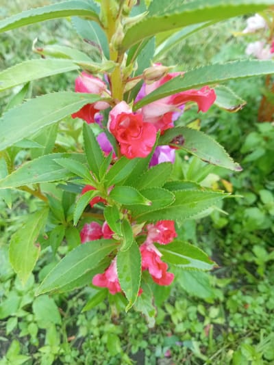 A close-up, vertically oriented, full shot captures a flowering plant with vibrant red and pink blossoms and serrated green leaves. The plant is positioned centrally, with its foliage and flowers filling most of the frame. The background is blurred, showcasing a soft green environment of grass and other plants, suggesting an outdoor setting. The lighting appears natural, with water droplets visible on some of the leaves, indicating recent rain or dew. The scene is devoid of any human presence or discernible human activity. The location is identified as the village of Tumilavichy, within the Tumilavichy rural council of Belarus.