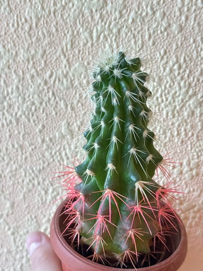 This media file features a close-up, top-down view of a small, green cactus in a brown pot. The cactus has prominent ribs and is covered in sharp spines. Some spines are white and delicate, particularly towards the top of the cactus, while others are a vibrant pink and more robust, concentrated on the right side and closer to the pot. A person's thumb and finger are visible on the right side of the image, holding the pot. The background is a textured, light-colored surface, possibly a wall or tabletop, with a rough, stucco-like finish. The lighting appears to be natural, casting subtle shadows and highlighting the textures of both the cactus and the background. There is no visible text in the image. The focus is entirely on the cactus and its immediate surroundings.