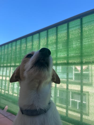 A low-angle, close-up shot captures a dog with white and tan fur looking upwards. The dog's mouth is slightly open, revealing its teeth, and its nose is pointed towards the top of the frame. Behind the dog, a green mesh fence is visible, with the blue sky overhead. The scene appears to be outdoors, possibly on a balcony or patio, with a tiled floor in the foreground. The lighting suggests it is daytime. There are no people present. The image does not contain any information that can be used to determine its location within the city of Figueres, Spain.