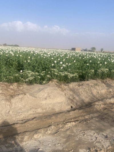 The image depicts a field of opium poppy plants, with white flowers in bloom, located in Hurramzai Tehsil, Pakistan. The field extends to the horizon, where a small building is visible. The foreground shows a dirt embankment with tire tracks. The sky is blue with scattered clouds. No people are visible in the image.