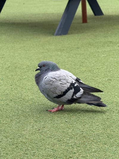 A pigeon stands on a bright green, artificial turf surface. The pigeon is primarily gray with black and white markings on its wings and tail. Its legs are pink. To the left of the pigeon, there are dark gray, angled objects that appear to be part of a table or bench. A small, reddish-brown bar is visible between these objects. The scene is outdoors, and the lighting suggests it is daytime. The artificial turf surface indicates a park, playground, or sporting facility. No people or text are visible in the image. The pigeon appears alert, with its head turned and its beak slightly open.