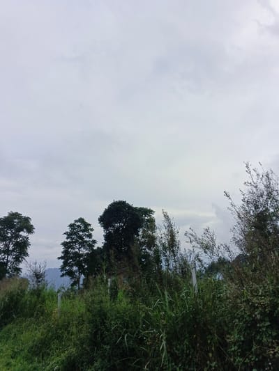The image displays an overcast, natural landscape located in São Félix do Xingu, Brazil. The upper two-thirds of the frame are occupied by a light gray, cloudy sky. Below the horizon line, distant, muted blue-gray hills or mountains are faintly visible. The midground features several trees; from left to right, these include a broad-crowned tree, a conical tree, and a large, dense tree, all characterized by dark green foliage. Partially obscured behind dense foreground vegetation, a structure with a reddish-brown roof and light-colored walls is discernable in the central-right midground. The foreground is dominated by a thick growth of wild, green and brownish grasses and leafy plants. One vertical, light-colored post is visible within this dense vegetation, positioned slightly right of center. No individuals, animals, or explicit actions are observed within the scene.