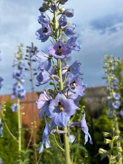 The image features a close-up, low-angle shot of a stalk of blue delphinium flowers against a backdrop of a blue sky with some clouds. The flowers are a vibrant shade of blue with some hints of purple and are adorned with water droplets, suggesting recent rain or dew. Several flowers are in bloom, while others are still in bud. The main stalk is green and sturdy. In the background, out of focus, are more delphinium flowers, lush green foliage, and hints of a brick structure, possibly a building or wall. A small insect, possibly a bee or fly, is visible on one of the flowers. The lighting suggests it is daytime, likely morning or afternoon, with the sun illuminating the scene. The overall mood is serene and natural, highlighting the beauty of the flowers and the delicate details of nature. There is no visible text in the image. The location context provided is Kiskelovo, Russia.