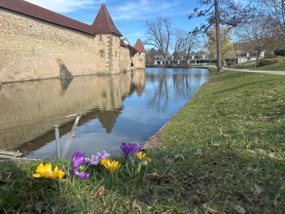 The scene depicts a section of the city wall and moat in Weißenburg in Bayern, Germany, under a clear blue sky with scattered white clouds. In the immediate foreground, a cluster of yellow, purple, and white crocus flowers grows in short green grass on the right. A calm body of water, likely a moat or canal, occupies the midground and left foreground, reflecting the sky and adjacent structures. Partially submerged near the left bank in the water are two metal posts, one vertical and one angled. Along the water's left edge, a fortified stone wall, constructed of light-colored blocks, extends into the background. This wall includes a prominent buttress extending into the water on the far left and a red-tiled, conical-roofed turret near the center-left, with its reflection visible in the water. To the right of the water, a grassy bank slopes upward, transitioning into a dirt path. Numerous deciduous trees, largely bare, line the path and the far side of the water. In the distant background, beyond the trees, several white, multi-story buildings with flat roofs are visible. A single, distant, indistinct human figure is discernable walking on the path in the background.