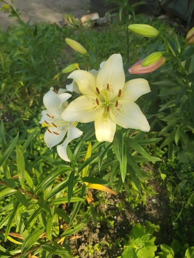 The image depicts a close-up view of two lilies in bloom, with a third lily bud partially visible. The lilies are white and pale yellow with prominent orange stamens. They are surrounded by lush green foliage, with some areas appearing to be soil. In the background, more lily buds, some tinged with pink, are visible along with greenery and a blurred hint of structures, possibly in a garden setting. The lighting suggests it is daytime, with sunlight casting shadows. This scene is situated in Bakhmach, Ukraine.