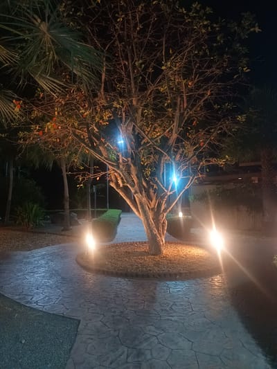 The image shows a night scene in Thap Sakae, Thailand. A tree is centrally positioned, illuminated by ground-level lights, casting strong highlights and shadows. The tree has some red and yellow leaves. The base of the tree is surrounded by mulch. A pathway paved with grey interlocking stones curves around the tree. Additional vegetation, including palm trees, is visible in the background. There is a dark area in the top of the image. Some additional lights are positioned to the right and left of the tree.