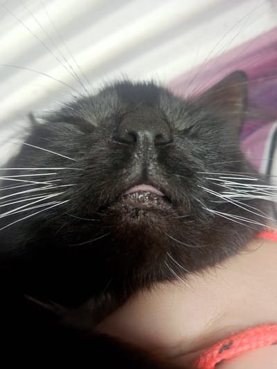 This is a close-up, indoor, eye-level shot of a black cat's face. The cat is asleep, with its eyes closed and its mouth slightly open, revealing its tongue. Its whiskers are prominent, with several long, white whiskers fanning out from its muzzle. The cat's fur is dark and appears soft. The background is blurred and appears to be a light-colored surface with some stripes, possibly fabric. A small portion of what looks like a person's hand or arm, with a reddish-orange woven item, is visible in the bottom right corner of the image. The lighting is somewhat soft, suggesting it's not direct sunlight. The overall mood is peaceful, as the cat is clearly resting. No text is visible in the image. The location context is Inhulo-Kamianka, Ukraine, but this information is not visually discernible from the image itself.