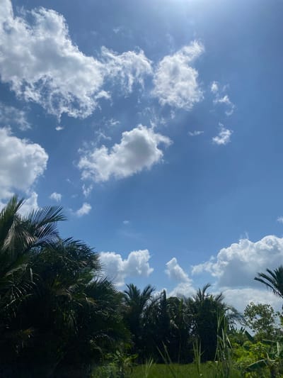 In Berangas Timur, Indonesia, a low-angle shot captures a vibrant scene of lush vegetation against a bright blue sky dotted with fluffy white clouds. The foreground is dominated by the dark, dense foliage of palm trees, their fronds fanning out dramatically towards the top of the frame. Interspersed with the palms, glimpses of other green tropical plants, possibly banana trees, add depth and texture to the undergrowth. The sky, a brilliant azure, is partially obscured by a scattering of cumulus clouds, some catching the bright sunlight filtering from the upper right corner, creating a sense of a clear, sunny day. The overall impression is one of a verdant, tropical landscape under a wide, open sky.