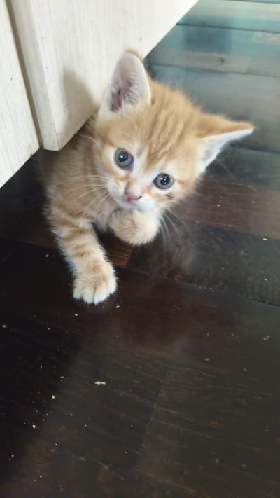 A ginger kitten with blue eyes is peeking from behind a light-colored wooden partition, its front left paw resting on the partition. The kitten is looking up at the camera. The background is a dark wooden floor with some scattered debris. The scene appears to be indoors. The location of Недорезово, Russia is not determinable from the image.
