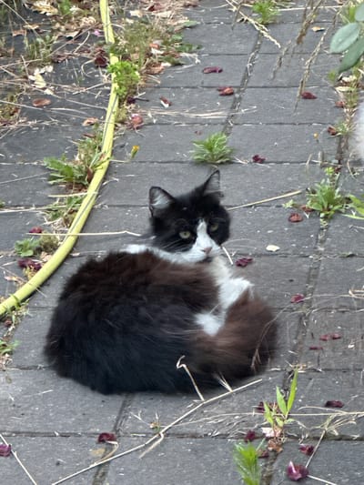 In Wustermark, Germany, a black and white long-haired cat with green eyes is curled up on a paved walkway. The walkway is made of gray rectangular stones, and weeds and dried leaves are growing between them. A yellow garden hose runs along the left side of the walkway. The cat is positioned in the center of the frame, facing towards the viewer with its head turned slightly to the right. Its fur is fluffy and appears to be somewhat disheveled. The overall scene suggests an outdoor setting, possibly a garden or yard.