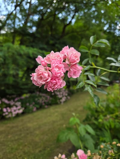 A close-up, eye-level shot focuses on a cluster of delicate, light pink roses blooming on a vine. The roses are tightly packed and have numerous petals, creating a soft, textured appearance. A green vine with several leaves extends from the right side of the frame, supporting the rose cluster.

The background is softly blurred, creating a shallow depth of field that emphasizes the roses. Behind the roses, a lush green garden is visible, with manicured grass and more flowering plants in shades of pink and green. In the far background, the dappled light filtering through trees suggests a park or garden setting. The lighting appears natural, indicating it was taken outdoors during the day. The overall impression is one of a peaceful and vibrant natural scene.

The prompt requests details about the location in the city of Doneztebe / Santesteban, Spain. However, there are no discernible visual cues within the image that would allow for the identification of this specific location. The scene depicts a generic garden or park setting common to many places.