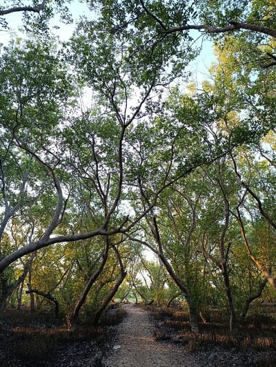 The image depicts a narrow, unpaved dirt path traversing a dense forest in Vanga ward, Kenya. The path, approximately 1.5 meters wide, extends into the background, curving slightly to the left. It is flanked on both sides by numerous trees, consistent with a mangrove ecosystem, characterized by slender, light-brown to greyish trunks and branches forming an archway overhead. The ground directly adjacent to the path is dark, appearing wet, and covered with numerous short, vertical, dark root-like structures (pneumatophores). The trees feature dense green canopies with small leaves, through which sunlight filters, creating patches of golden illumination on the path and foliage. The sky is partially visible through the tree canopy, appearing light blue and clear. No human individuals, animals, or man-made objects other than the path are visible.
