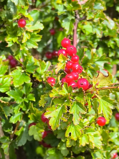 The image shows a close-up of a cluster of red currants on a bush with green leaves. The currants are bright red and round, with some appearing to be slightly translucent. The leaves are a vibrant green, with some showing signs of slight wilting or browning at the edges. The background is softly blurred, indicating a shallow depth of field, with more greenery visible. The lighting appears to be natural sunlight, casting highlights on the berries and leaves. There are no people or animals visible in the image. The scene is set in an outdoor environment, likely a garden or natural setting. The specific location in Mažučiai, Lithuania is not discernible from the image itself.