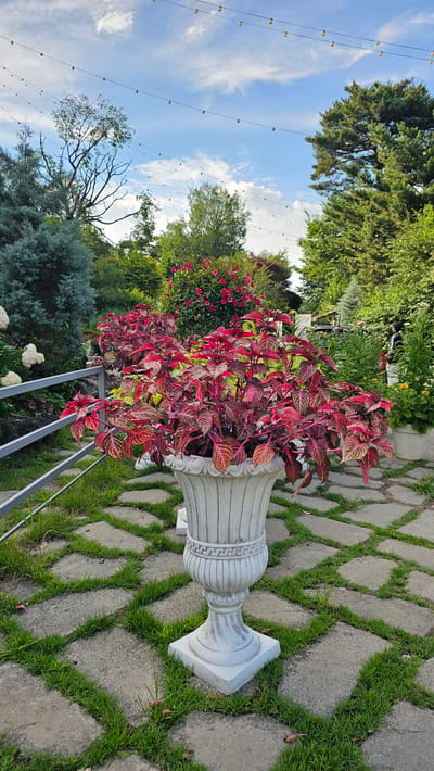 A potted plant with vibrant red and green foliage is centrally positioned on a stone pathway in an outdoor garden setting. The pathway consists of irregularly shaped stone slabs interspersed with patches of green grass. Behind the plant, a metal fence is visible, and beyond that, various trees and flowering shrubs create a lush, verdant backdrop. Overhead, strings of yellow globe lights are strung across the sky, indicating an outdoor event or dining area. The sky is partly cloudy with a pale blue hue. The scene appears to be in a garden or park, possibly part of a cafe or restaurant in Cheonan-si, South Korea.