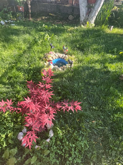This media file captures a vibrant, sunlit garden or backyard scene in Rogozen, Bulgaria. The image is dominated by lush green grass, which covers most of the ground, interspersed with patches of clover and other smaller green plants.
A prominent feature is a small, bright red-leafed Japanese maple tree, located in the mid-ground towards the right. Its striking foliage contrasts sharply with the surrounding greenery. Near the base of this red plant, several white, mushroom-shaped garden decorations or rocks are visible.
To the left of the red plant, a small, decorative pond or water feature with a blue interior is nestled among rocks. Beside the pond, there are several colorful garden figurines, including a brightly painted rooster or bird. Strong shadows are cast across the grass, suggesting overhead trees or structures and indicating bright sunlight.
In the background on the left, a light-colored, thick log or branch lies horizontally, and a metal fence is partially visible. Further to the left, potted plants are arranged, adding to the garden's decor. The scene is static, with no discernible human activity. The overall impression is one of a well-maintained and decorated outdoor space bathed in strong daylight. There is no visible text in the image.
