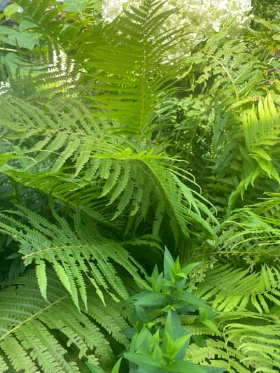 The image shows a dense cluster of green ferns. In the upper part of the image, some white flowers are visible, possibly hydrangea. The lighting suggests it is daytime, with sunlight filtering through the foliage. The background is a blur of green, indicating a natural environment like a garden or forest. There are no people or man-made objects clearly visible, except for the implied existence of a garden setting where these plants are growing. There is no discernible location within the city of Khokholsky, Russia, that can be identified from the image itself.
