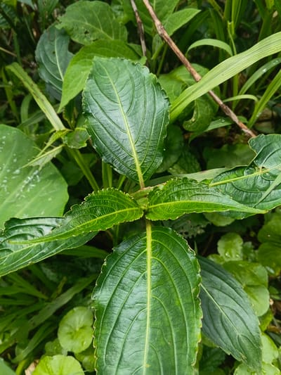 The scene depicts a dense cluster of vibrant green foliage in the city of Bình Hải, Vietnam. The primary subject is a plant with dark green, glossy leaves prominently featured in the foreground. These leaves exhibit distinct central veins with parallel secondary venation extending towards their finely serrated margins. Three main leaves are sharply in focus, attached to a central stem, with additional leaves visible further down the stem. The background consists of a layered array of various other green plant life, including broader leaves, narrow grass-like blades, and some smaller, rounder leaves, indicating a rich, natural environment. A slender, dry, brown stick or stem is visible traversing the upper right portion of the background. Small water droplets are present on some leaf surfaces, suggesting recent moisture. No people, animals, specific actions, or man-made objects are discernible.