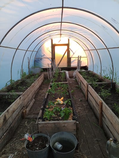 This image depicts the interior of a greenhouse in Pankrushikha, Russia. The greenhouse has a arched structure covered with translucent plastic sheeting, allowing natural light to filter through, illuminating the scene with a warm glow from the setting sun. Inside, raised wooden garden beds are filled with dark soil and young green plants, presumably vegetables. A pathway made of wooden planks runs down the center of the greenhouse between the beds. In the foreground, two metal buckets are visible; one is filled with soil and a seed packet, while the other contains water. Various gardening tools and supplies, such as stakes and a plastic bottle, are scattered around. The overall impression is one of a functional, rustic greenhouse ready for planting and cultivation.