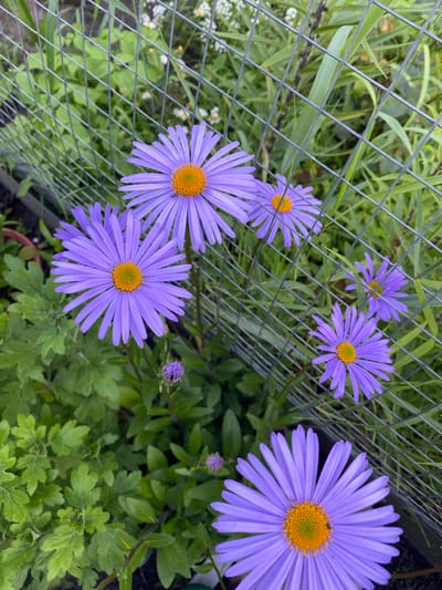 A close-up, high-angle shot captures a cluster of vibrant purple asters with yellow centers, some of which are partially obscured by a wire mesh fence. The flowers are in bloom, with delicate petals radiating outwards. Lush green foliage surrounds the flowers, some leaves appearing slightly fuzzy. In the background, out-of-focus greenery and hints of white flowers suggest a garden setting. The wire mesh fence, with its diamond pattern, runs diagonally across the frame, creating a textural contrast with the organic forms of the flowers and leaves. The scene is set in the city of Vyshkov, Russia.
