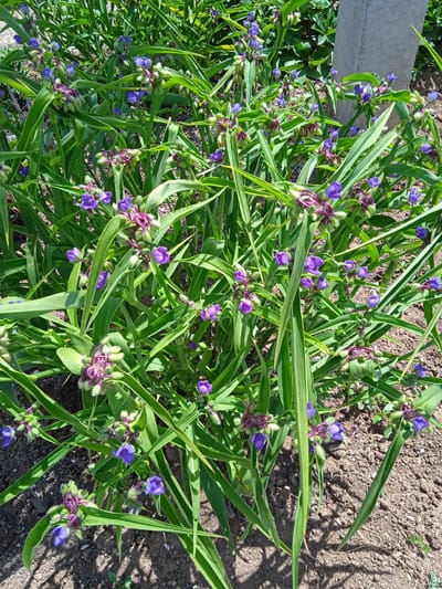 The image shows a cluster of Spiderwort flowers with vibrant purple blooms and long, green, grass-like leaves. The flowers are in various stages of bloom, with some fully open and others still in bud. The plants are growing in a garden bed with dry, brown soil. A portion of a rough, grey concrete post is visible on the right side of the image, suggesting an outdoor setting. The lighting indicates it is daytime with direct sunlight casting shadows. The location is identified as Saky, Ukraine, implying a terrestrial outdoor scene within that city. There are no people or animals visible in the image, and no apparent actions or interactions are taking place.