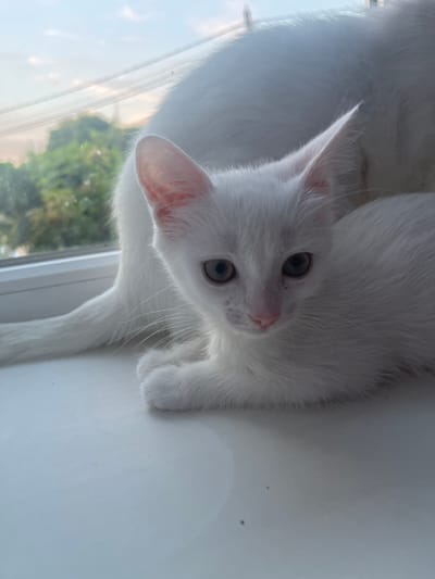 Two white cats are positioned on a white windowsill. The cat in the foreground is a kitten with light green eyes and a pink nose, facing the camera with its body angled to the right. Its front paws are tucked underneath its body. Behind the kitten, a larger white cat's back and tail are visible, partially obscuring the view of the background. The window behind the cats offers a view of green trees and a cloudy sky, suggesting an outdoor environment. The image captures the cats in a relaxed, indoor setting. The location is not discernible from the image.